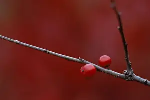 Holly Prints: USA, Michigan, Two winterberry holly berries on leafless stem in autumn