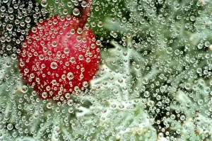 Images Dated 5th March 2009: USA, Michigan. Wintergreen berry and reindeer lichen reflect in dew-covered strands