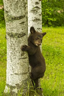 Pine County Prints: USA, Minnesota, black bear cub climbing tree, captive