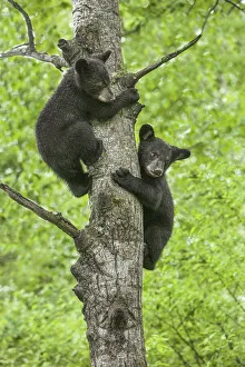 Jim Zuckerman Prints: USA, Minnesota. Black bear cubs climbing tree