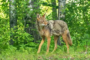 Minnesota Prints: USA, Minnesota. Captive adult coyote