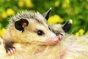 Minnesota Prints: USA, Minnesota. Captive baby opossum on mother's back