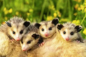 Minnesota Prints: USA, Minnesota. Captive baby opossums on mother's back