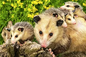 Minnesota Prints: USA, Minnesota. Captive opossum mother carrying babies on back