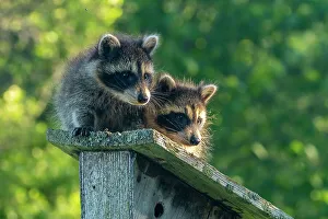 Minnesota Prints: USA, Minnesota. Captive young raccoons on bird feeder