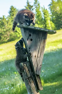 Minnesota Prints: USA, Minnesota. Captive young raccoons on bird feeder