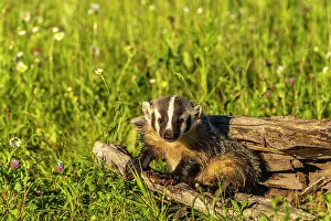 Juvenile Prints: USA, Minnesota. Close-up of captive young badger on log