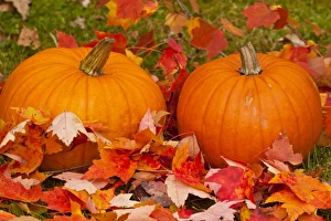 Minnesota Prints: USA, Minnesota. Close-up of pumpkins and autumn leaves