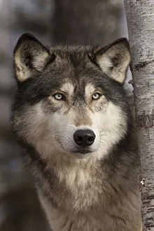Jim Zuckerman Prints: USA, Minnesota. Close-up of timber wolf