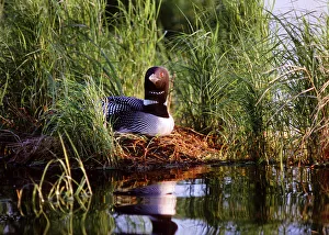 Loon Prints: USA, Minnesota, Common Loon, Nest, Leech Lake