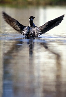 USA, Minnesota, Common Loon, Wing Streach, Leech Lake