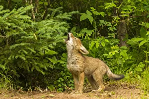 USA, Minnesota, coyote pup howling at den, captive