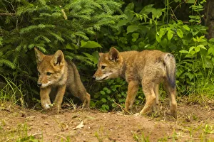 Pine County Prints: USA, Minnesota, coyote pups at den, captive