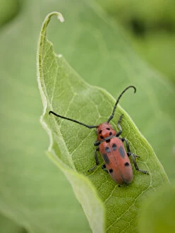 USA, Minnesota, Eagan, Jenson Lake Park, milkweed, long-horned milkweed beetle
