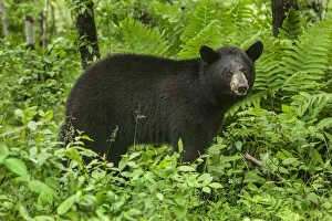 Bush Prints: USA, Minnesota. Female black bear in bushes