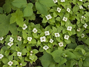 Images Dated 19th June 2007: USA, Minnesota, Gooseberry Falls State Park, bunchberry, Cornus canadensis