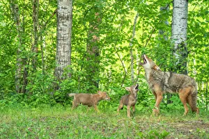 Mother Prints: USA, Minnesota. Howling coyote adult and pups