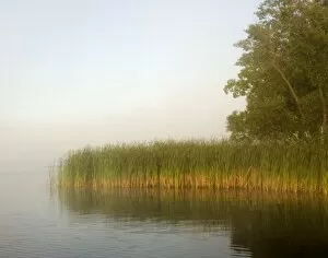 Images Dated 20th August 2006: USA, Minnesota, Hoyt Lakes. Foggy morning lake