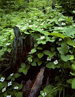 USA, Minnesota, Itasca State Park, Cornus canadensis