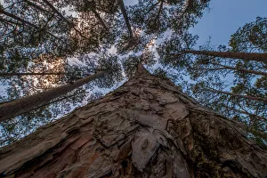Images Dated 28th September 2017: USA, Minnesota, Itasca State Park