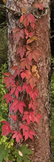 USA, Minnesota, Itasca State Park