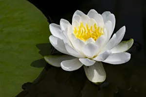 USA, Minnesota, La Salle Lake State Recration Area, La Salle Creek, Water Lilly