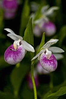 USA, Minnesota, Lake Itasca, Itasca State Park, showy ladys slipper (cypripedium