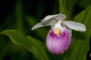 Images Dated 22nd June 2010: USA, Minnesota, Lake Itasca, Itasca State Park, showy ladys slipper (cypripedium