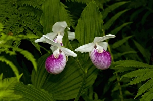 USA, Minnesota, Lake Itasca, Itasca State Park, showy ladys slipper (cypripedium
