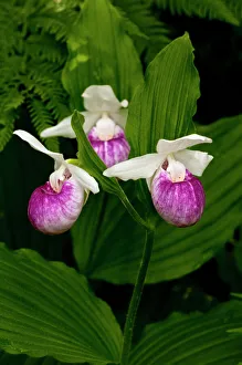 Minnesota Prints: USA, Minnesota, Lake Itasca, Itasca State Park, showy ladys slipper (cypripedium