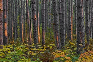 USA, Minnesota, Lake Itasca, Itasca State Park, Pine demonstration stand