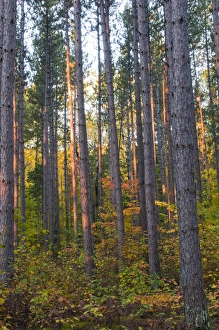 USA, Minnesota, Lake Itasca, Itasca State Park, Pine demonstration stand