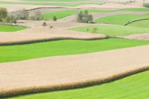 Terrain Prints: USA-MINNESOTA-Lanesboro: Bluff Country / Southeastern Minnesota-Grain Field / Autumn