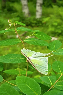 Minnesota Prints: USA, Minnesota. Luna moth on leaves