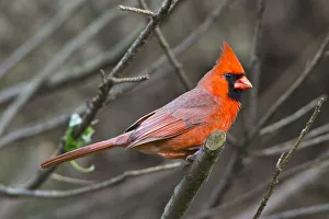 USA, Minnesota, Mendota Heights, Mohican Lane, Northern Cardinal