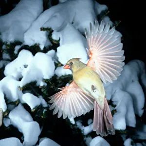 Images Dated 15th October 2004: USA, Minnesota, Mendota Heights, Female Cardinal bathing