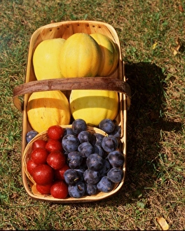 USA, Minnesota, Mendota Heights, Casaba Melons and Superior and Mount Royal Plums