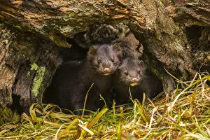 Pine County Prints: USA, Minnesota, mink in log, captive
