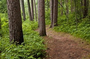 Pathway Prints: USA, Minnesota, Park Rapids, Itasca State Park