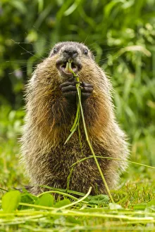 USA, Minnesota, Pine County. Adult woodchuck eating. Credit as
