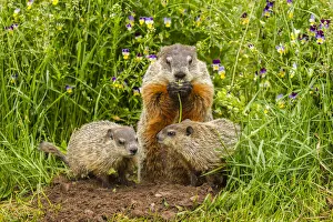 Images Dated 14th July 2020: USA, Minnesota, Pine County. Adult woodchuck eating and kits