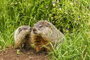 Pine County Prints: USA, Minnesota, Pine County. Adult woodchuck and kits. Credit as