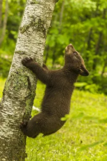 Climbing Prints: USA, Minnesota, Pine County. Black bear cub climbing tree