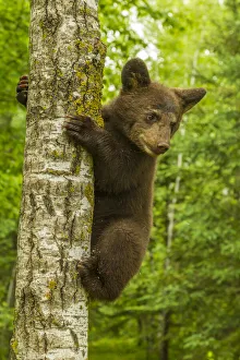 Images Dated 14th July 2020: USA, Minnesota, Pine County. Black bear cub climbing tree
