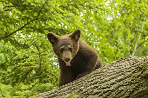 Pine County Prints: USA, Minnesota, Pine County. Black bear cub on tree. Credit as