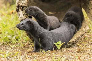 Pine County Prints: USA, Minnesota, Pine County. Captive adult and baby minks