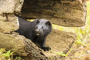 USA, Minnesota, Pine County. Captive adult mink