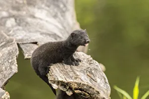 Pine County Prints: USA, Minnesota, Pine County. Captive adult mink