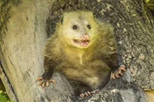 USA, Minnesota, Pine County. Captive adult opossum