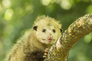 Minnesota Prints: USA, Minnesota, Pine County. Captive adult opossum